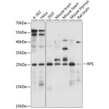 Western Blot - Anti-RPE Antibody (A88910) - Antibodies.com