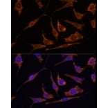 Immunofluorescence - Anti-RPE Antibody (A88910) - Antibodies.com