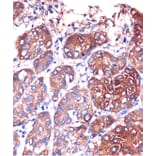 Immunohistochemistry - Anti-Lysophospholipase 1/LPL-I Antibody (A88911) - Antibodies.com