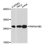 Western Blot - Anti-PAFAH1B3 Antibody (A13037) - Antibodies.com