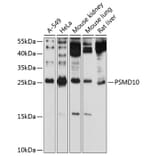 Western Blot - Anti-PSMD10 Antibody (A12469) - Antibodies.com