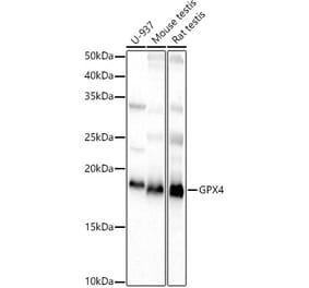 Western Blot - Anti-Glutathione Peroxidase 4 Antibody (A88916) - Antibodies.com
