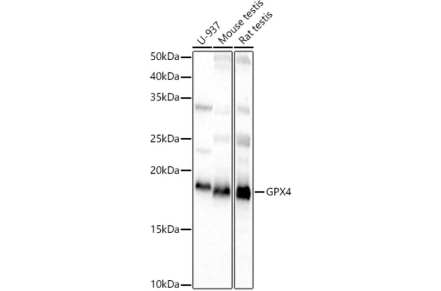 Western Blot - Anti-Glutathione Peroxidase 4 Antibody (A88916) - Antibodies.com