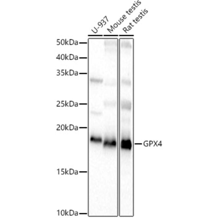 Western Blot - Anti-Glutathione Peroxidase 4 Antibody (A88916) - Antibodies.com