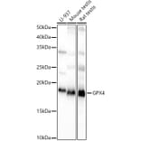 Western Blot - Anti-Glutathione Peroxidase 4 Antibody (A88916) - Antibodies.com