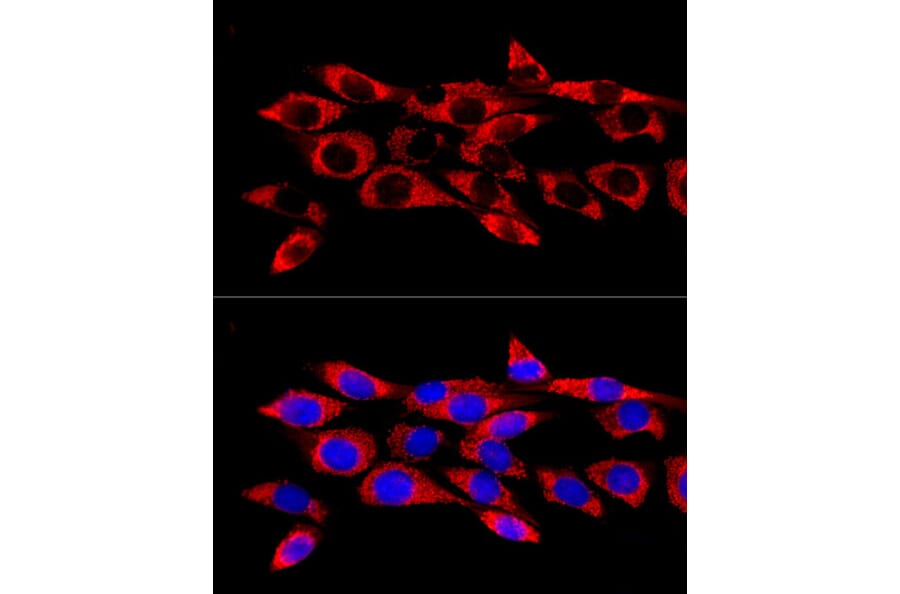 Immunofluorescence - Anti-Glutathione Peroxidase 4 Antibody (A88916) - Antibodies.com