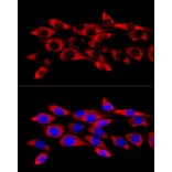 Immunofluorescence - Anti-Glutathione Peroxidase 4 Antibody (A88916) - Antibodies.com