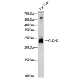 Western Blot - Anti-Claudin 2 Antibody (A88917) - Antibodies.com