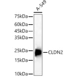 Western Blot - Anti-Claudin 2 Antibody (A88917) - Antibodies.com