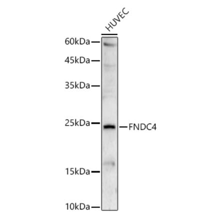 Western Blot - Anti-FNDC4 Antibody (A88919) - Antibodies.com
