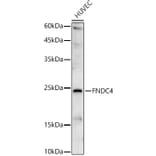 Western Blot - Anti-FNDC4 Antibody (A88919) - Antibodies.com