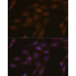 Immunofluorescence - Anti-TMS1/ASC Antibody (A88925) - Antibodies.com