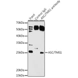 Western Blot - Anti-TMS1/ASC Antibody (A88925) - Antibodies.com