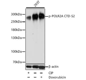 Western Blot - Anti-RNA polymerase II CTD repeat YSPTSPS (phospho Ser2) Antibody (A88927) - Antibodies.com
