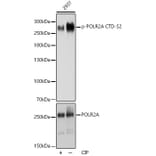 Western Blot - Anti-RNA polymerase II CTD repeat YSPTSPS (phospho Ser2) Antibody (A88927) - Antibodies.com