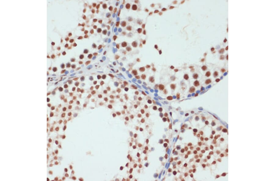 Immunohistochemistry - Anti-RNA polymerase II CTD repeat YSPTSPS (phospho Ser5) Antibody (A88928) - Antibodies.com