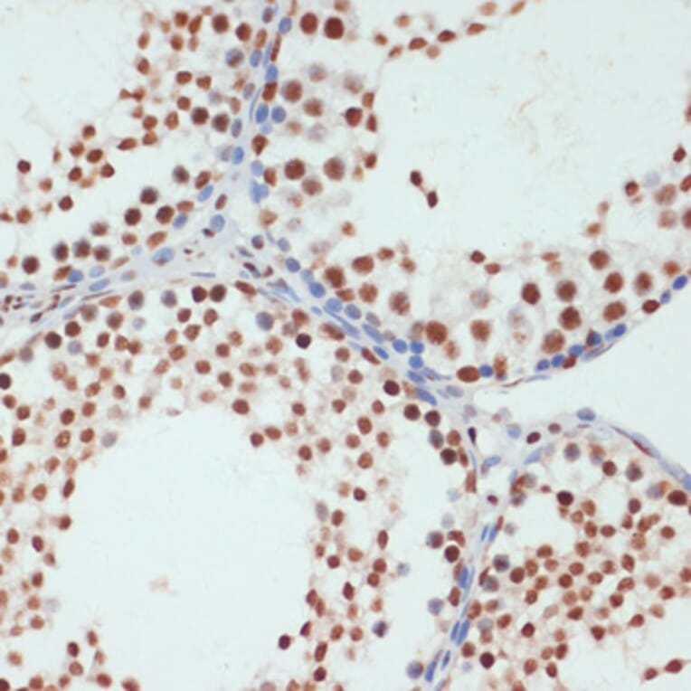 Immunohistochemistry - Anti-RNA polymerase II CTD repeat YSPTSPS (phospho Ser5) Antibody (A88928) - Antibodies.com