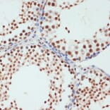 Immunohistochemistry - Anti-RNA polymerase II CTD repeat YSPTSPS (phospho Ser5) Antibody (A88928) - Antibodies.com