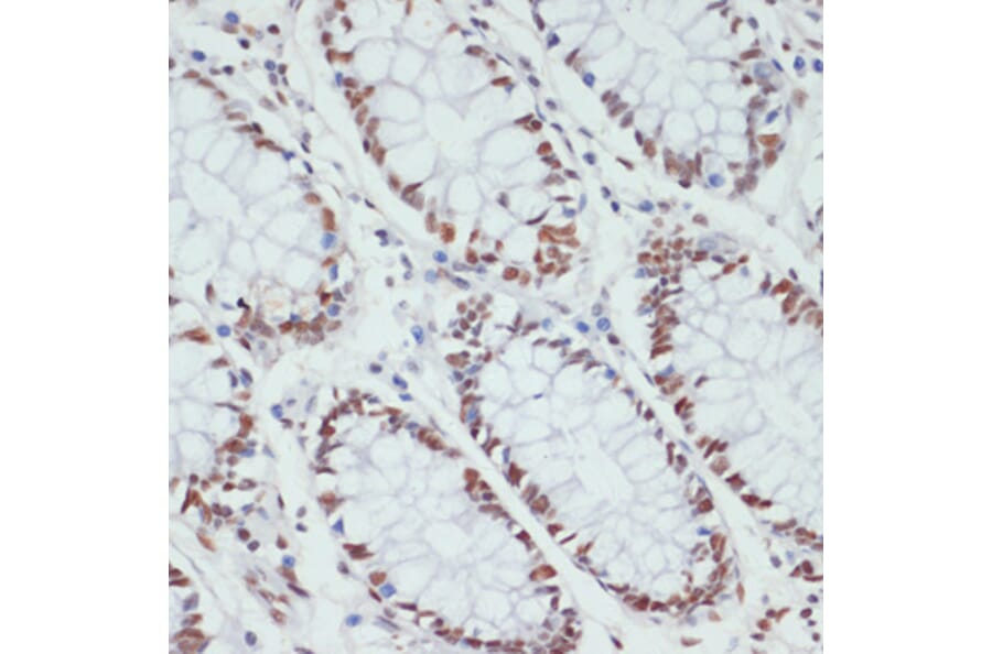 Immunohistochemistry - Anti-RNA polymerase II CTD repeat YSPTSPS (phospho Ser5) Antibody (A88928) - Antibodies.com