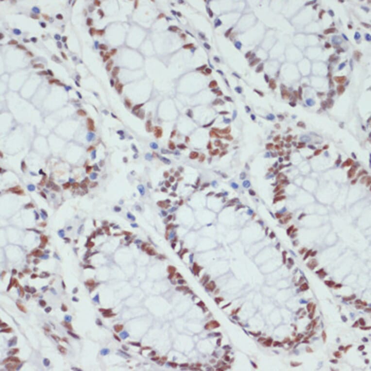 Immunohistochemistry - Anti-RNA polymerase II CTD repeat YSPTSPS (phospho Ser5) Antibody (A88928) - Antibodies.com