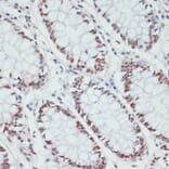 Immunohistochemistry - Anti-RNA polymerase II CTD repeat YSPTSPS (phospho Ser5) Antibody (A88928) - Antibodies.com