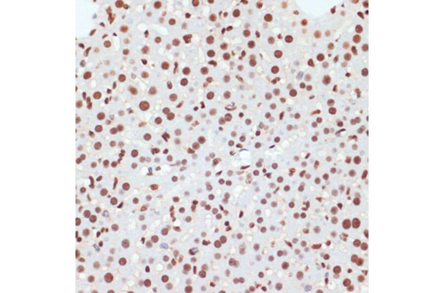 Immunohistochemistry - Anti-RNA polymerase II CTD repeat YSPTSPS (phospho Ser5) Antibody (A88928) - Antibodies.com
