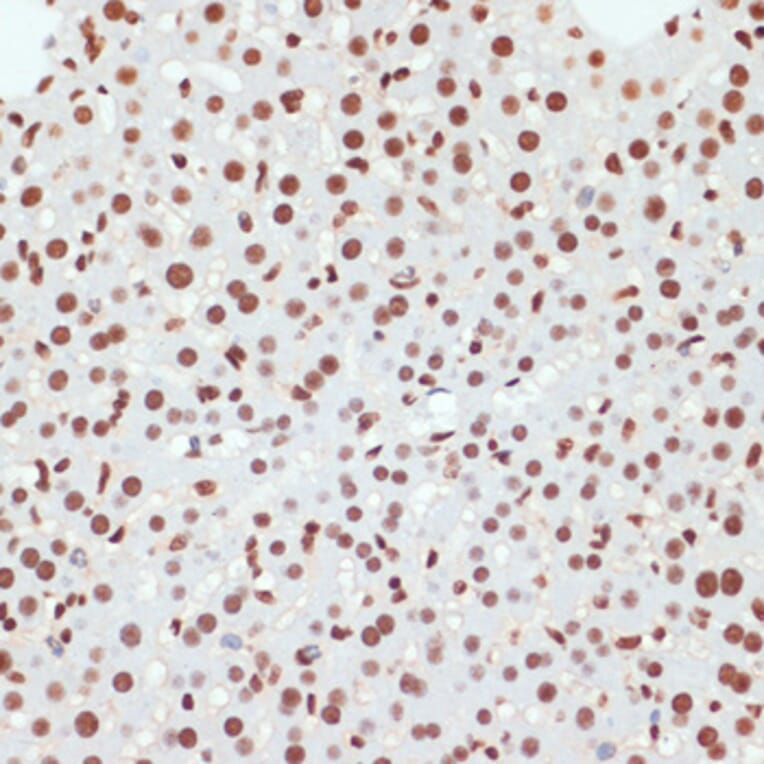 Immunohistochemistry - Anti-RNA polymerase II CTD repeat YSPTSPS (phospho Ser5) Antibody (A88928) - Antibodies.com