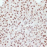Immunohistochemistry - Anti-RNA polymerase II CTD repeat YSPTSPS (phospho Ser5) Antibody (A88928) - Antibodies.com