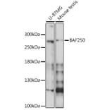Western Blot - Anti-BAF250 Antibody (A16648) - Antibodies.com
