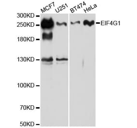 Western Blot - Anti-eIF4G1 Antibody (A88930) - Antibodies.com