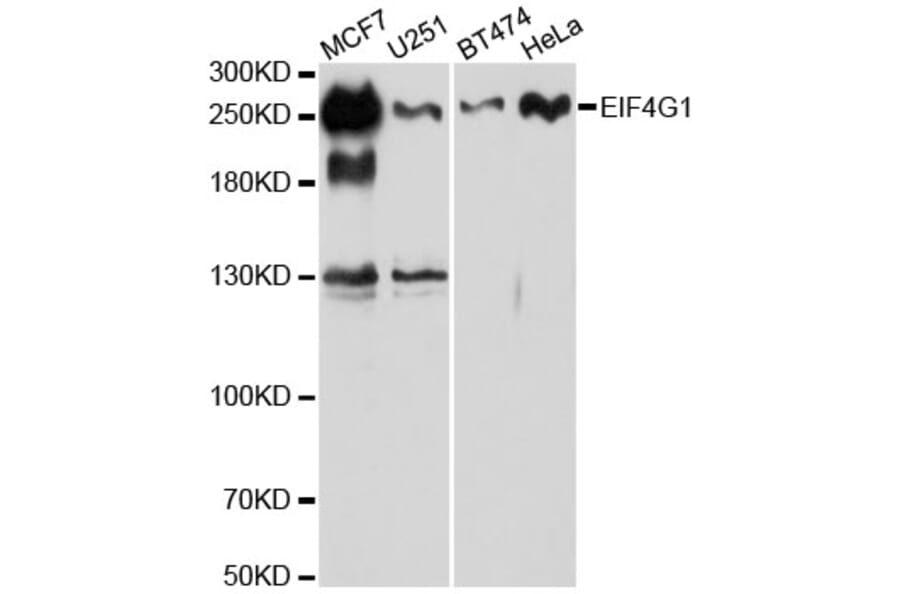 Western Blot - Anti-eIF4G1 Antibody (A88930) - Antibodies.com