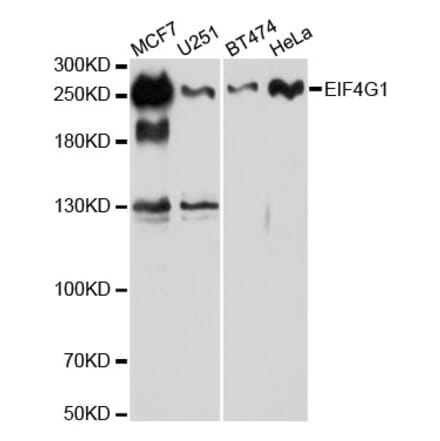 Western Blot - Anti-eIF4G1 Antibody (A88930) - Antibodies.com