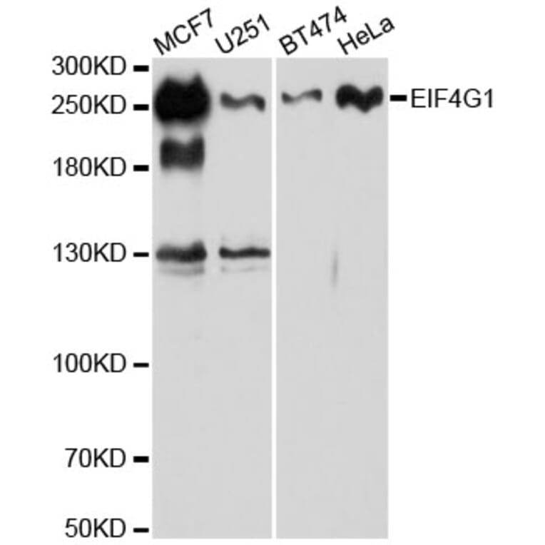 Western Blot - Anti-eIF4G1 Antibody (A88930) - Antibodies.com
