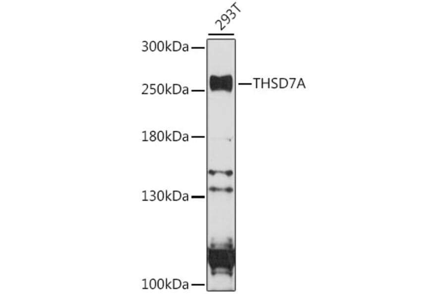 Western Blot - Anti-THSD7A Antibody (A88932) - Antibodies.com