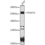 Western Blot - Anti-THSD7A Antibody (A88932) - Antibodies.com