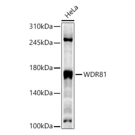 Western Blot - Anti-WDR81 Antibody (A88934) - Antibodies.com