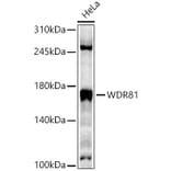 Western Blot - Anti-WDR81 Antibody (A88934) - Antibodies.com