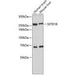 Western Blot - Anti-SETD1B Antibody (A2300) - Antibodies.com