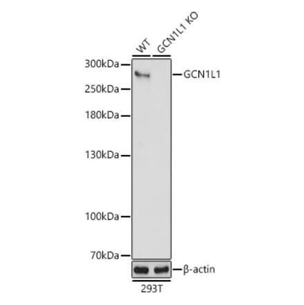 Western Blot - Anti-GCN1 Antibody (A88938) - Antibodies.com