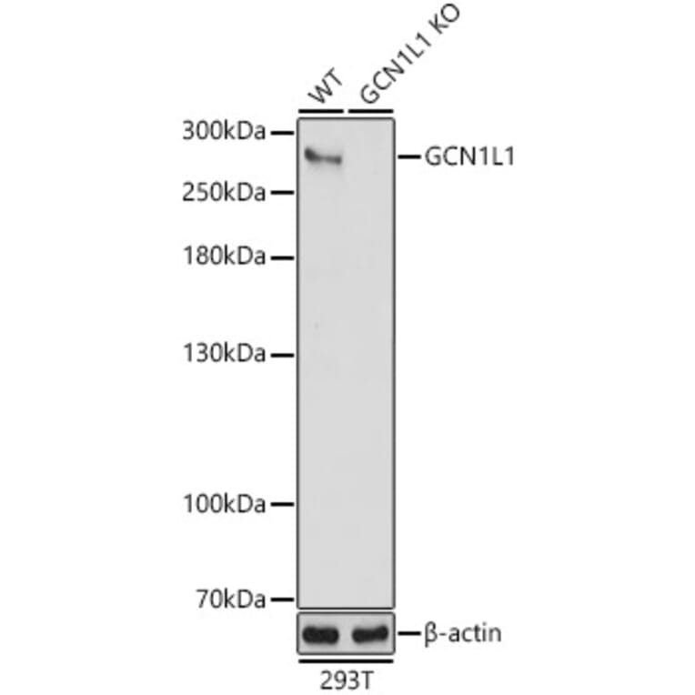Western Blot - Anti-GCN1 Antibody (A88938) - Antibodies.com