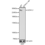 Western Blot - Anti-GCN1 Antibody (A88938) - Antibodies.com