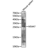 Western Blot - Anti-MS4A7 Antibody (A88941) - Antibodies.com