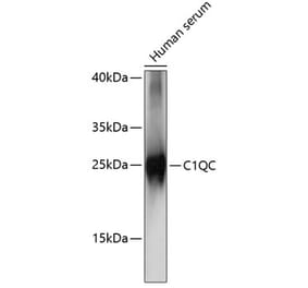 Western Blot - Anti-C1QC Antibody (A88942) - Antibodies.com