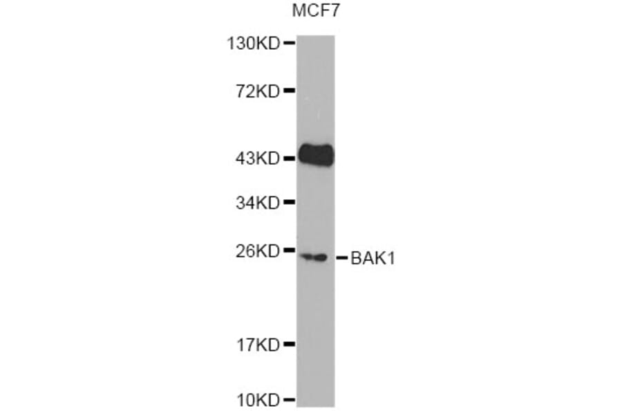 Western Blot - Anti-BAK1 Antibody (A13281) - Antibodies.com