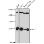Western Blot - Anti-Bcl-2 Antibody (A88945) - Antibodies.com