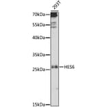 Western Blot - Anti-HES6 Antibody (A88946) - Antibodies.com