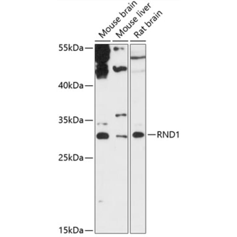 Western Blot - Anti-RND1 Antibody (A88948) - Antibodies.com