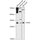 Western Blot - Anti-RND1 Antibody (A88948) - Antibodies.com