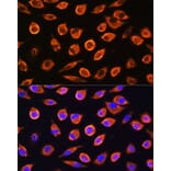 Immunofluorescence - Anti-RND1 Antibody (A88948) - Antibodies.com