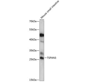 Western Blot - Anti-TSPAN3 Antibody (A88949) - Antibodies.com